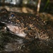 Giant Spiny Frog - Photo (c) Pasteur Ng, all rights reserved, uploaded by Pasteur Ng