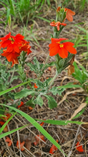 Sabi Crossandra