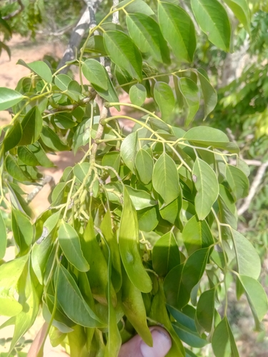Dalbergia suaresensis
