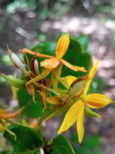Baudouinia fluggeiformis