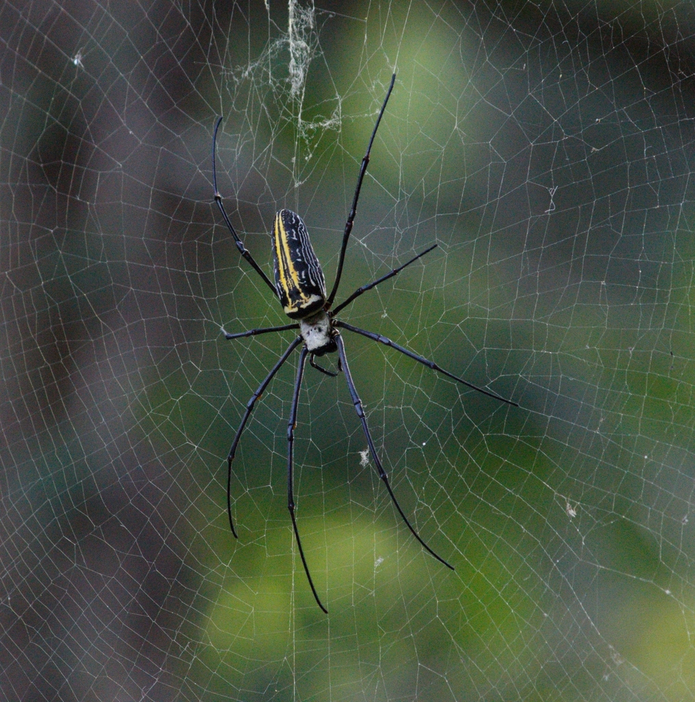 Giant Golden Orbweaver from 3VGC+JHF, Srisailam, Andhra Pradesh 518101 ...