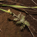 Descurainia myriophylla - Photo (c) Ruth Ripley, todos los derechos reservados, subido por Ruth Ripley