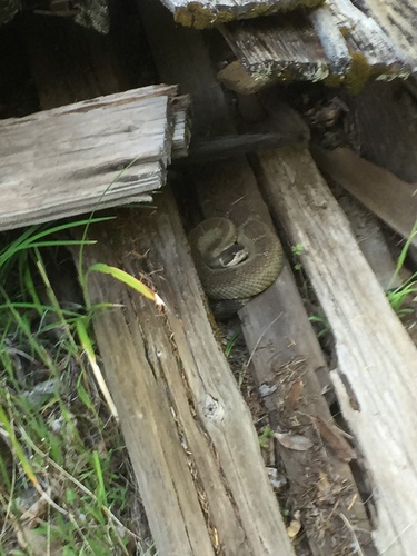 iNaturalist observation photo of Northern Pacific Rattlesnake