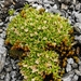 Antarctic Pearlwort - Photo (c) Schmitt Fabrice, all rights reserved, uploaded by Schmitt Fabrice