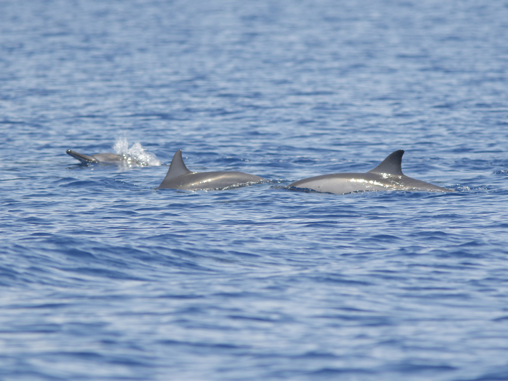Spinner dolphin