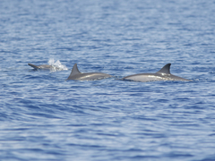 Spinner dolphin