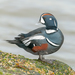 Harlequin Duck - Photo (c) Clarence Holmes, all rights reserved, uploaded by Clarence Holmes