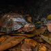 Asian Leaf Turtle - Photo (c) Artur Tomaszek, all rights reserved, uploaded by Artur Tomaszek