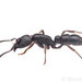 Rugged Ringbum Ants - Photo (c) Steven Wang, all rights reserved, uploaded by Steven Wang