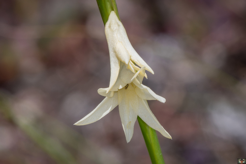 Gladiolus harmsianus