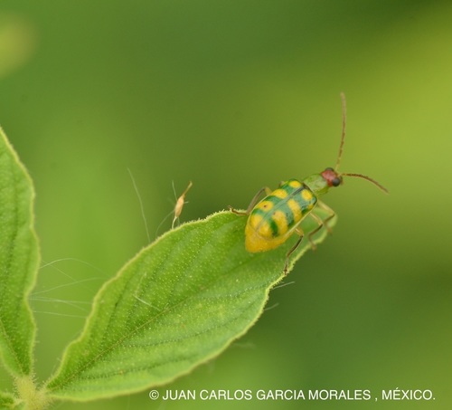 Banded Cucumber Beetle