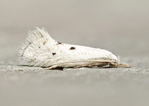 Elachista orestella