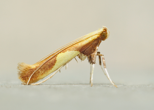 Caloptilia packardella (Chambers, 1872)