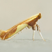 Caloptilia packardella - Photo (c) Michael King, all rights reserved, uploaded by Michael King