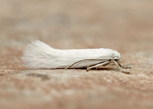 Elachista acenteta