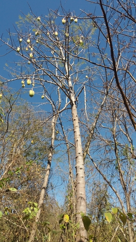 Jacaratia mexicana