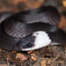 Tudors’s Coffee-Snake - Photo (c) Robert Gundy, all rights reserved, uploaded by Robert Gundy