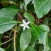Psychotria suterella - Photo (c) Murillo Prado, כל הזכויות שמורות, הועלה על ידי Murillo Prado
