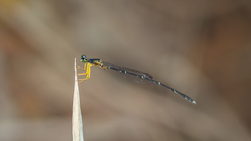 Copera vittata (Selys, 1863)