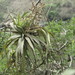 Racinaea multiflora - Photo (c) Andres C. Palmer "Jr." (Junior), todos los derechos reservados, subido por Andres C. Palmer "Jr." (Junior)