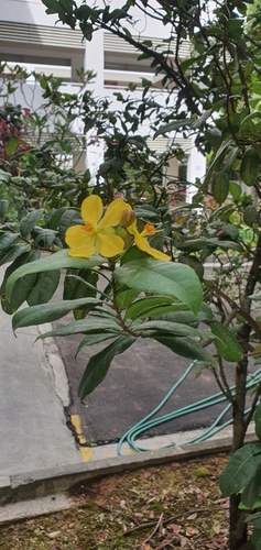 Bird's-eye bush (Ochna kirkii)