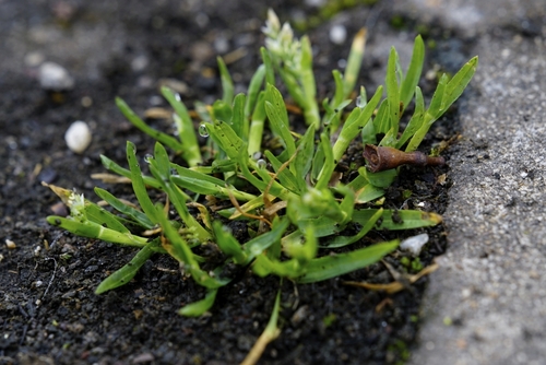 Annual Meadow-grass