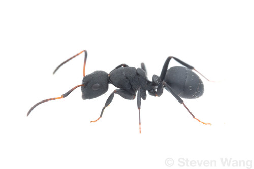 Camponotus edmondiCamponotus edmondi
