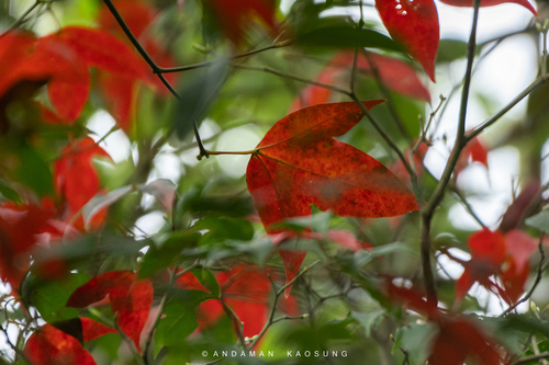 Acer calcaratum