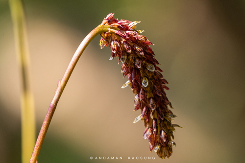 Morphologorum Orchid