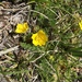Feather Cinquefoil - Photo (c) Lynn Boulton, all rights reserved, uploaded by Lynn Boulton