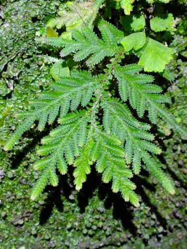 Selaginella delicatula (Desv. ex Poir.) Alston