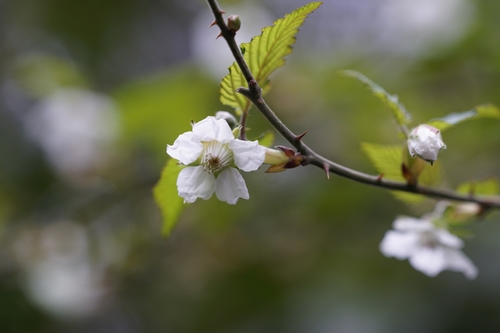 Rubus corchorifolius L.fil.