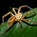 Fireback Huntsman Spider - Photo (c) fieldnotesfromthefarnorth, all rights reserved