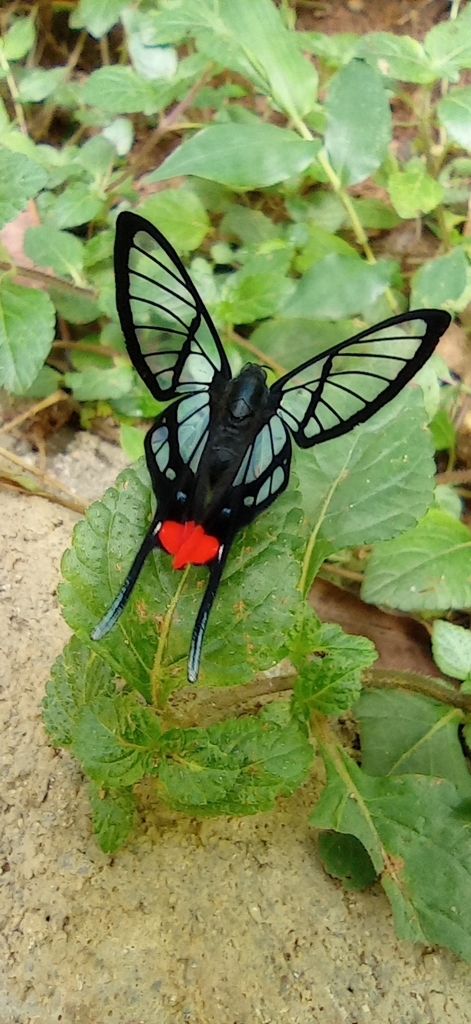 Chorinea from Pichari, Perú on January 27, 2022 at 0243 PM by Mirian