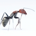 Camponotus rufoglaucus - Photo (c) Ludwig Eksteen, todos los derechos reservados, subido por Ludwig Eksteen