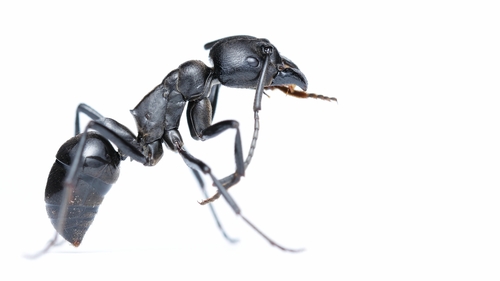 粗颚猛蚁属Streblognathus