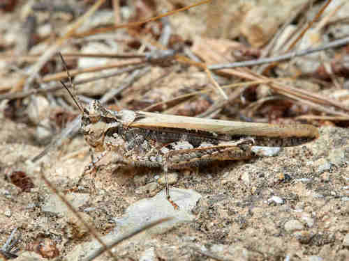 Slender Digging Grasshopper