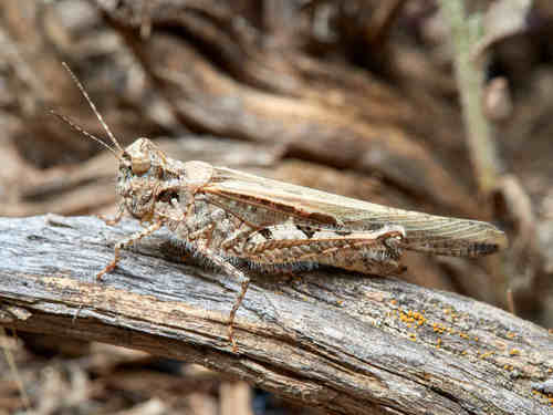 Slender Digging Grasshopper