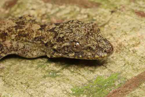 Gekko similignum