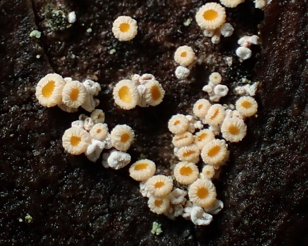 Lachnellula resinaria · iNaturalist