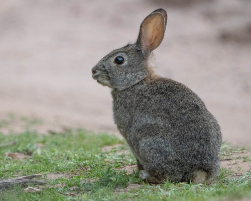 Brush Rabbit