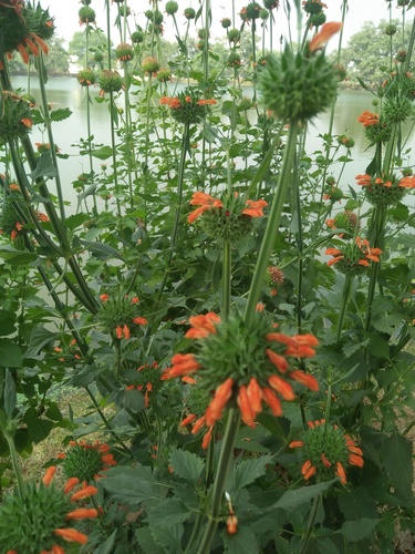 lion's ear