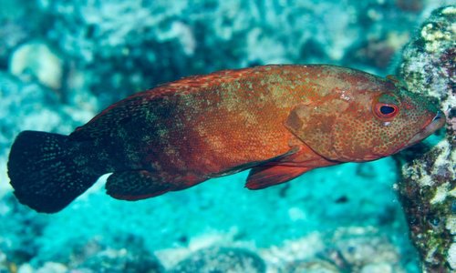 Cephalopholis nigripinnis (Valenciennes, 1828)