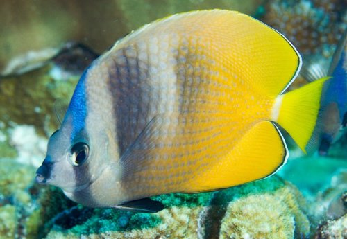 Blacklip Butterflyfish