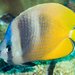 Blacklip Butterflyfish - Photo (c) Hickson Fergusson, all rights reserved, uploaded by Hickson Fergusson