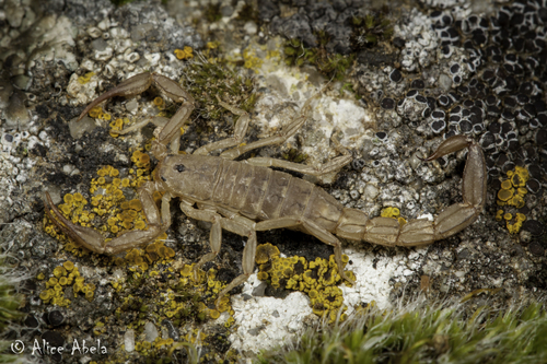 Sawfinger Scorpion