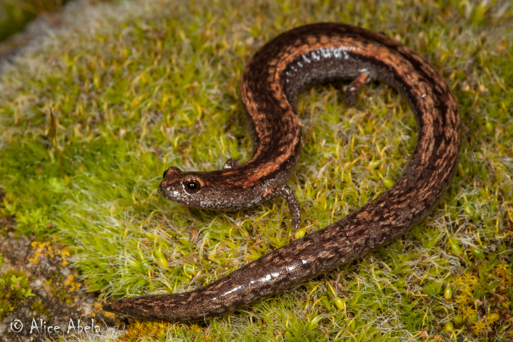 Black-bellied Slender Salamander