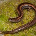 Black-bellied Slender Salamander - Photo (c) Alice Abela, all rights reserved