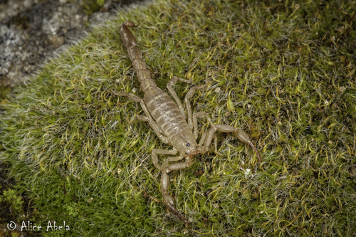Sawfinger Scorpion