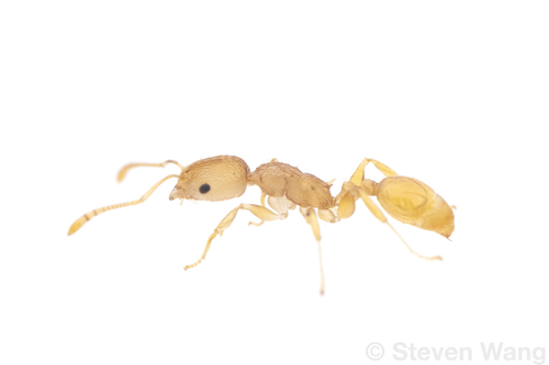 Nesomyrmex rugosusNesomyrmex rugosus